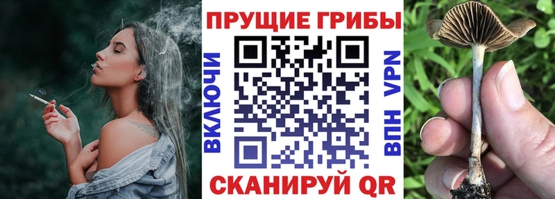 Купить  Инта  Галлюциногенные грибы Cubensis 